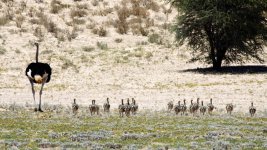 ostriches.jpg