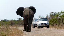 Elephant_linksverkehr.jpg