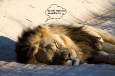 Lion_sleeping_red.jpg